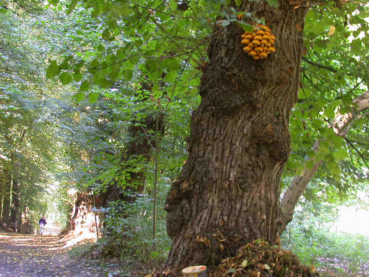 Oggi ... inizio Autunno